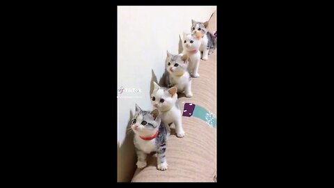 cats 🐈 dance video