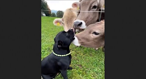 Dog Really Loves His Beefy Friends