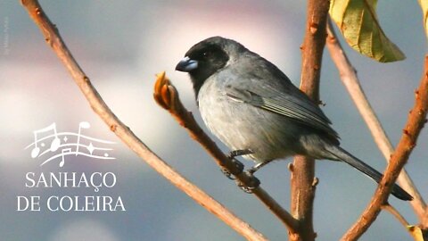 Black Faced Tanager - SANHAÇO DE COLEIRA - Lindo Pássaro