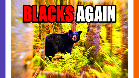 Of Course It's A Black Bear