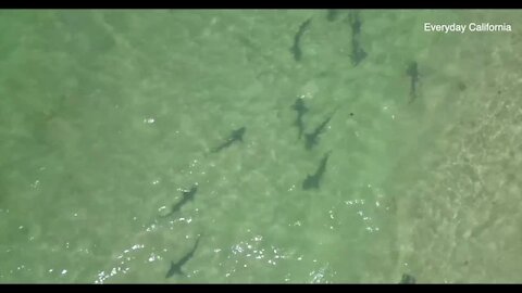 Leopard Sharks in La jolla