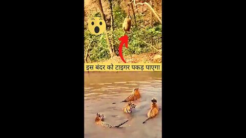 इस बंदर को टाइगर पकड़ पाएगा😱Tiger will be able to catch this monkey?