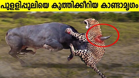 10 times leopards messed with the wrong opponent