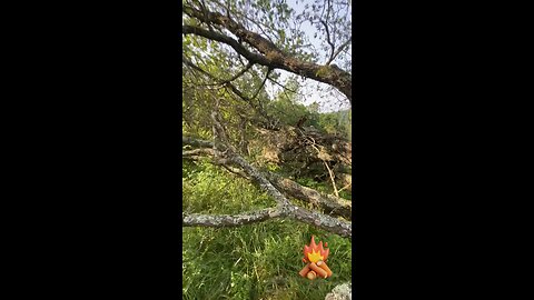 Finally! Cutting up the Last Tree From the Storm