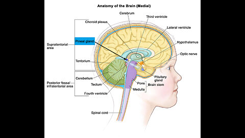 The PINEAL GLAND - Removing Fluoride From Your Water & Body