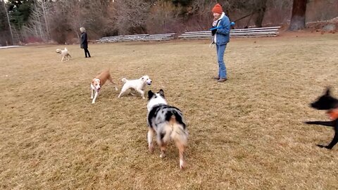 Ares jack russell Terrier takes 4 other dogs like Cristiano Ronaldo