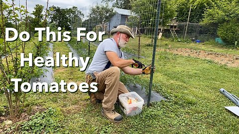 Low Cost Tomato Trellis