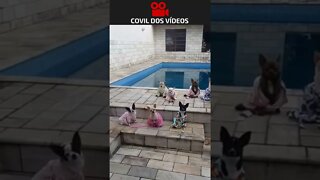 reunião canina da piscina 😂😂😂