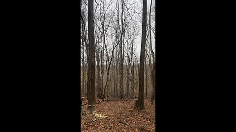 Huge tulip Poplar tree coming down