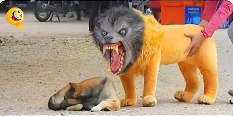 Troll Prank Dog Funny & fake Lion and Fake Tiger Prank To dog & Huge Box Prank to dog