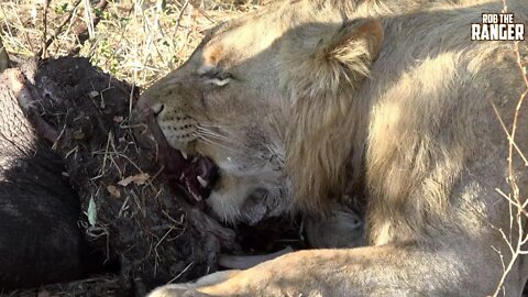 African Lions Feed On A Southern White Rhino