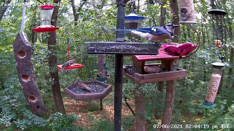 Blue jay eating technique