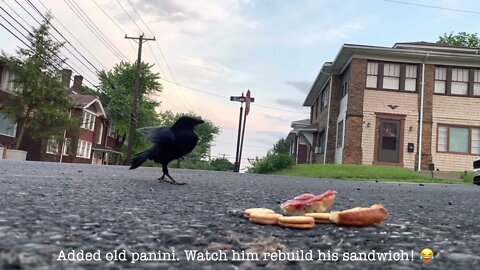 Crow Close-Up: Crackers & Panini