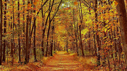 Ambience Music for Relax with Autumn Forest Aesthetic For Studying, Meditation, Rest And Deep Sleep