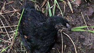 Long discussion about chicks, ducks and guinea fowl keets, including identifying roosters