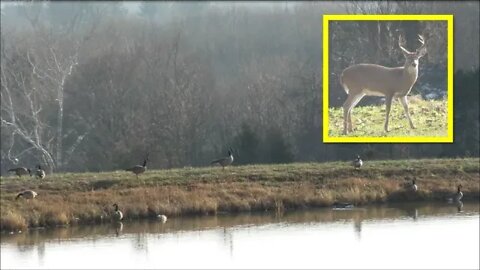 Near Live Afternoon Wildlife fix. 2 bucks, geese & view 12-17-20