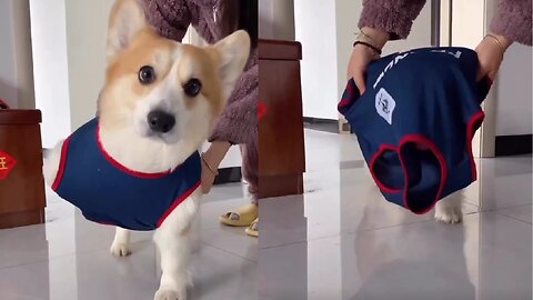 Cute Pup gets dressed!