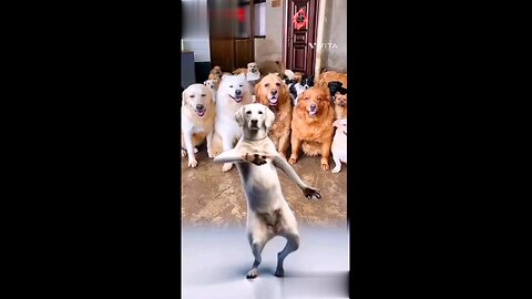 "Paw-some Moves: Watch This Adorable Dog's Dance Party!"