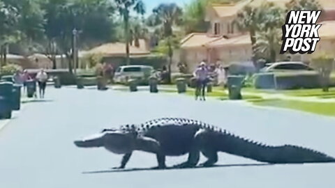 Massive alligator spotted crossing Florida street