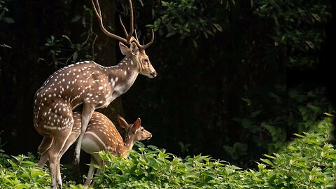 Deer in forest | deer meeting | wild animals