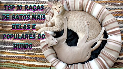 TOP 10 RAÇAS DE GATOS MAIS BELAS E POPULARES DO MUNDO (GAT RAÇAS)