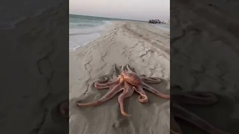 Walking on a beach octopus