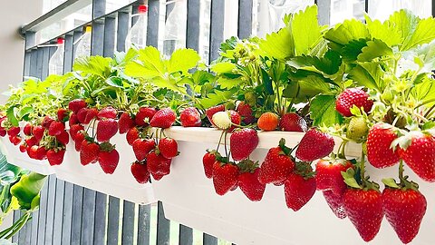 Growing Strawberries at home | Home Gardening Sweet And Delicious