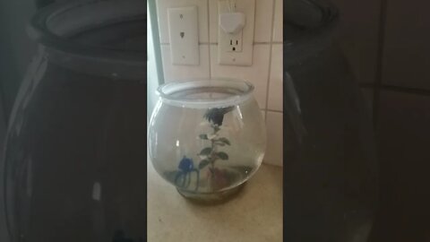 Feeding Male Betta Fish