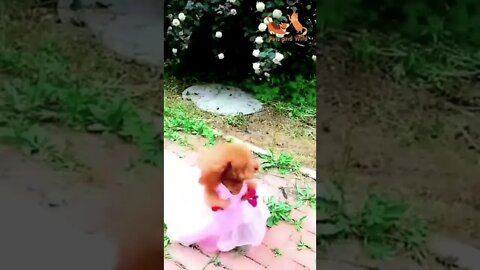 world's cutest dog - Cute and Funny puppies Reaction Videos Compilation #191 | Pets and Wild #dogs