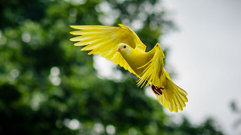 nature 🌞 birds 🌳🌲🌴trees, 4k ultra hd video, relax song