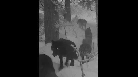 Pack of Wolves Caught On Trail Cam