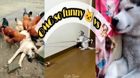 Cute Zone OMG SO FUNNY DOG VS CAT VIDEO 🐱🐈😍