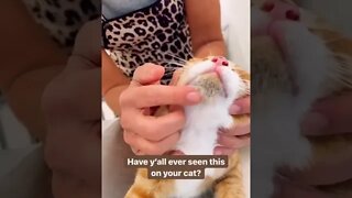 Feline Chin Acne Blackheads Removal