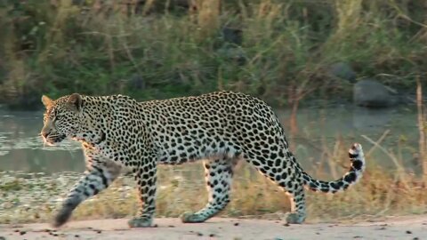 Leopard Near Water