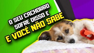 ATENÇÃO: 80% dos Cães sofrem dessa DOENÇA INTESTINAL! Síndrome Intestino Permeável | Dr Edgard Gomes