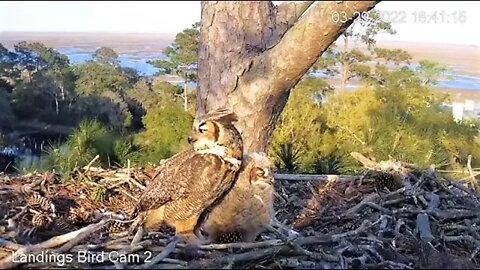 Mom Returns For Dinner With Her Owlet 🦉 3/29/22 18:38