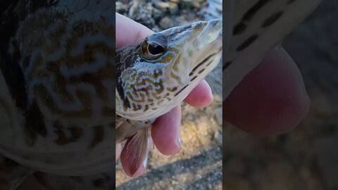 Painted comber, Serranus scriba, beautiful colorful fish