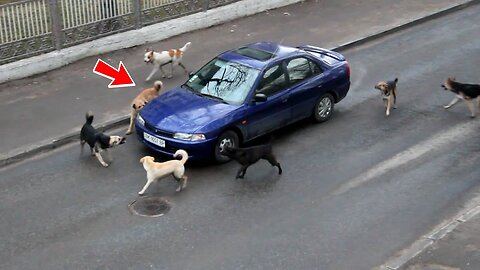 Čopor pasa lajao na parkirani auto, pokazalo se da su heroji!