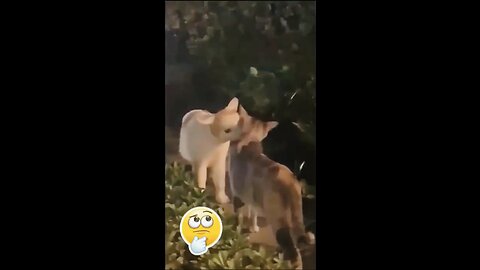 Cute and dog’s amazing funny video funniest animals 😂🤣