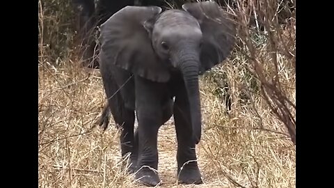 Adorable mischief The adventures of a a pretty baby elephant