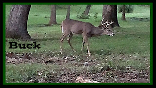 North American Whitetail Deer