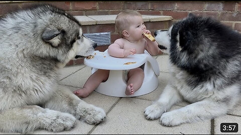 Giant Dogs Guard Baby Eating! (Cutest Ever!!)