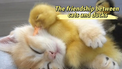 The friendship between cats and ducks