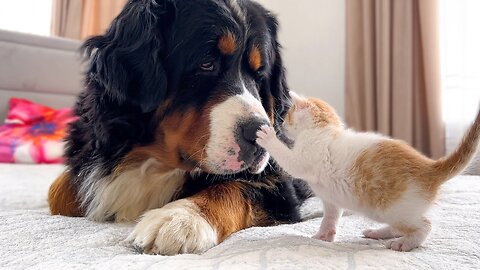 cute small kitten hugs a cute dog omggggggg!!!!!