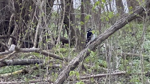 Huge Hairy Wood Pecker digging like a Robin