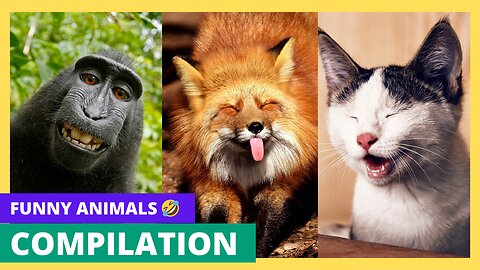 You Won't Believe These Hilarious Animal Antics! 🤣🫏🌈Try Not To Laugh Challenge! #LOL