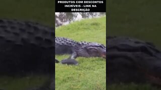 crocodilo tentando comer uma tartaruga