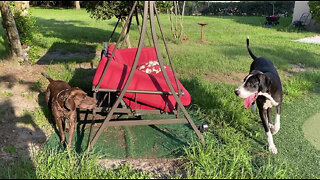 Pointer Dog Points Out Exactly Where Lizard Is Hiding