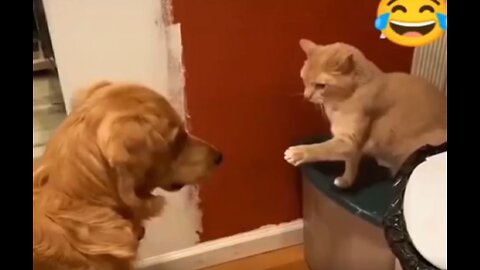 Funniest cats and dogs video