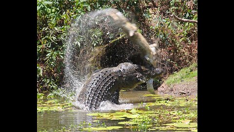 Crocodile Attacks 2023 Latest crocodiles live feeding only, #animals !! Exploring With Deepak